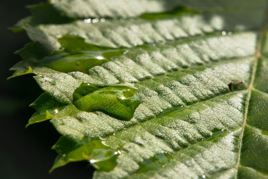 waterdrop, drops, raindrop