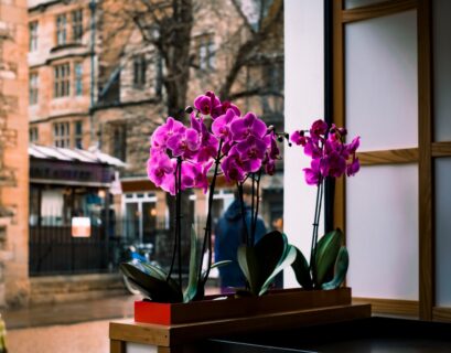 a couple of purple flowers sitting on top of a wooden table