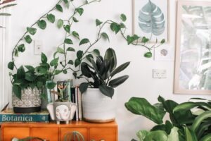 Bringing Nature Home: Decorating with Plants