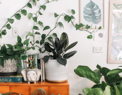 Bringing Nature Home: Decorating with Plants